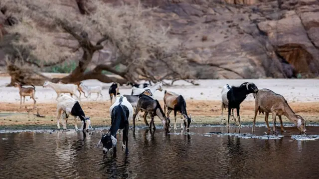 Chad Ends Partnership with African Parks Conservation Group