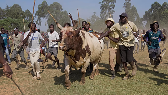 In Kenya’s Kakamega County, bullfighting boosts the economy and social unity