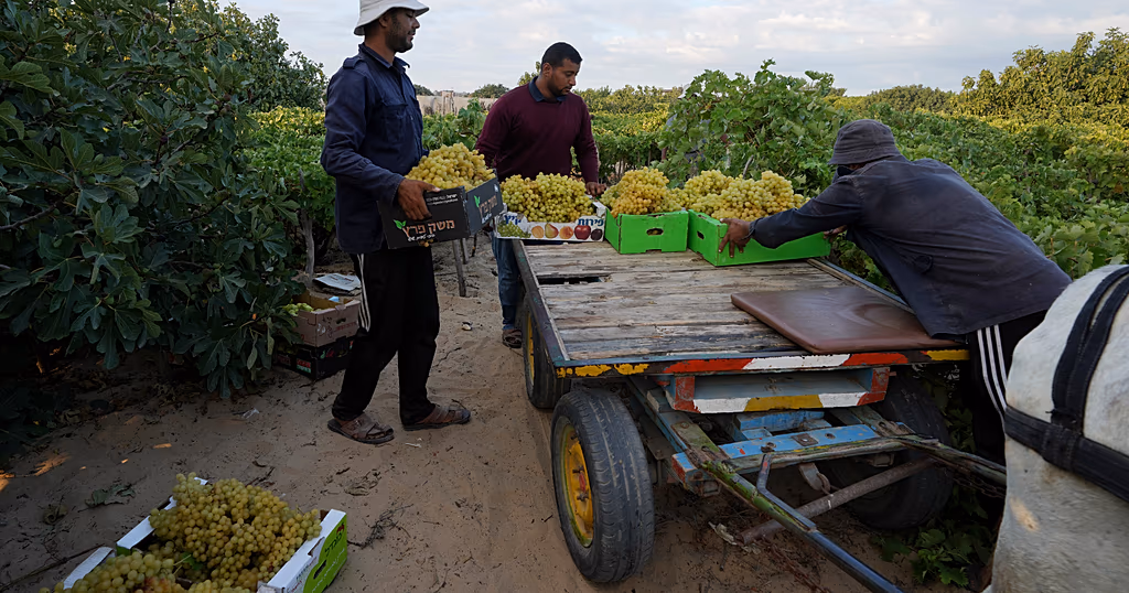 Gaza’s farmers struggle to regrow food amid ruins and shortages