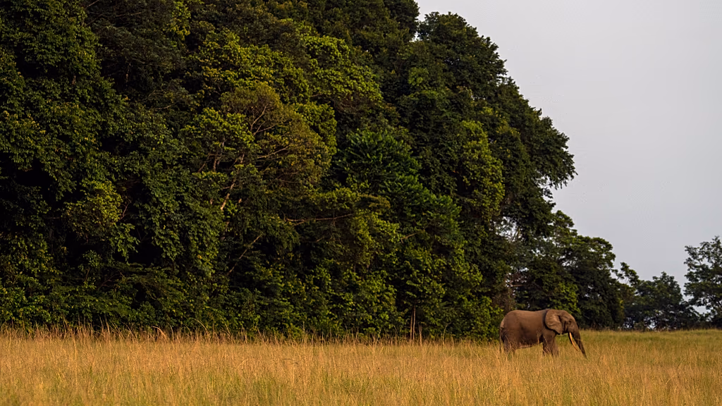 French Army initiates environmental protection training for African forces in Gabon