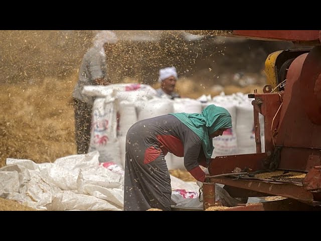 Egyptian farmers struggling to survive as Iran war pushes up costs